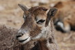 mouflon mouflon