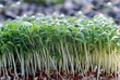Foto: Rotkohlsprossen Daikonsprossen vegetarische Küche Rotkohlsprossen Daikonsprossen vegetarische Küche