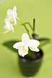 White Orchid