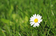 White little dahlia on green grass in city park
