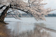 Cherry Blossom