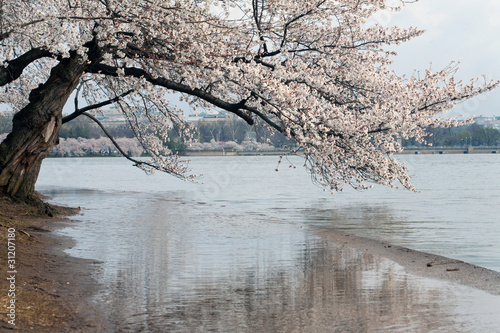 Foto: Cherry Blossom Cherry Blossom