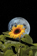 sunflower bee and moon with night sky