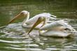Pair of pelicans wading in a pond.