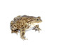 toad