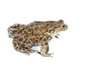 toad