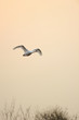 Male Mute Swan in flight at sundown