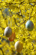 Forsythia mit Osterbehang