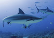 large caribbean reef shark, roatan, honduras