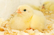 Photo en ligne au meilleur prix chickens