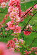 Cognassier en fleurs, printemps 2011 Cognassier en fleurs, printemps 2011