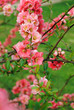 Cognassier en fleurs, printemps 2011