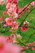 Cognassier en fleurs, printemps 2011