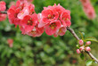 Cognassier en fleurs, printemps 2011