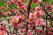Cognassier en fleurs, printemps 2011 Cognassier en fleurs, printemps 2011