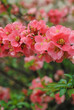 Cognassier en fleurs, printemps 2011