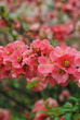 Cognassier en fleurs, printemps 2011