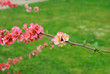 Cognassier en fleurs, printemps 2011