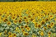 Champ de tournesol en Provence