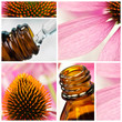 Echinacea