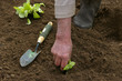 Plant salade 2