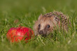 Igel