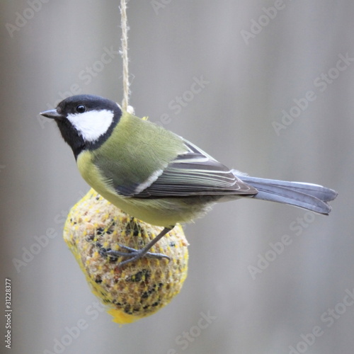 Photo: Meise-14419b1 Meise-14419b1