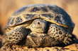 Steppe tortoise