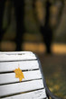 yellow maple leaf on the white wooden bench