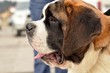 Saint Bernard Saint Bernard