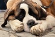 Saint Bernard