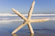 Estrella de Mar