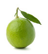 Ripe lime with green leaf Ripe lime with green leaf