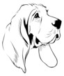 dog face