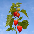 Physalis alkekengi