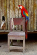 Ara, Papagei, Peru