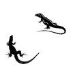 lizard