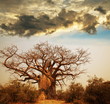 Baobab