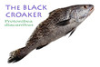 Black Croaker - Protonibea diacanthus, Lacepède, 1802