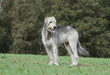 irish wolhound debout,tête tournée