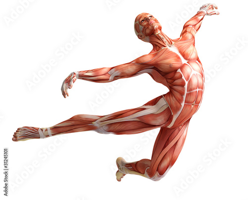 Illustration: anatomy, muscles anatomy, muscles