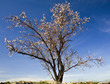 Almendro