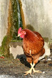 Foto: Pause Poule Pause Poule