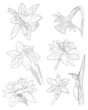 collection of daffodil sketches