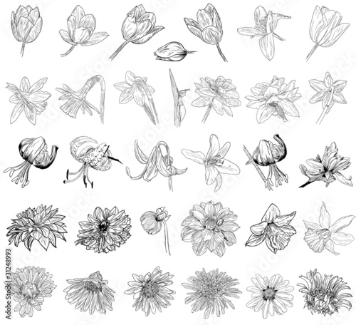 Illustration: collection of floral sketches collection of floral sketches