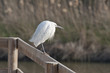 Aigrette