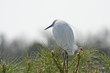Aigrette