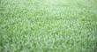 Photo: grass grass