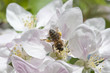 Fleur de pommier et abeille
