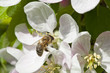 Fleur de pommier et abeille